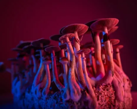 Regarding Substances by the Philosopher: A Reflective Exploration into Psychedelics